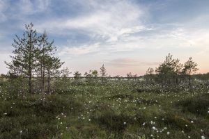 field with trees and white flowers